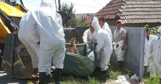 Numărul focarelor de pestă porcină africană în creștere în județul Brăila