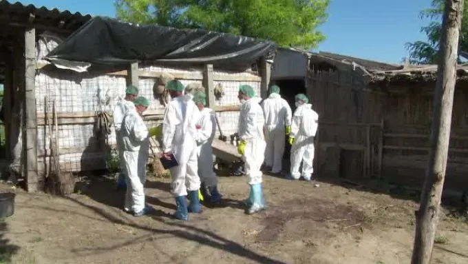 Evoluția Pestei Porcine Africane în județul Brăila