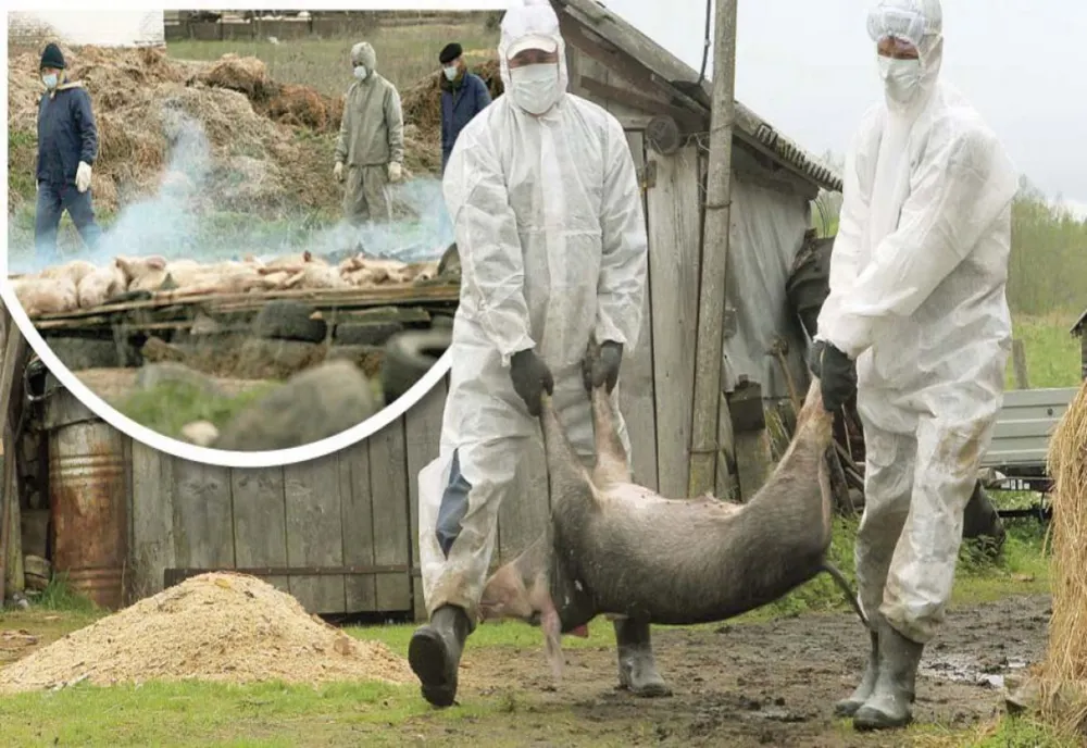 Evoluția Pestei Porcine Africane în județul Brăila