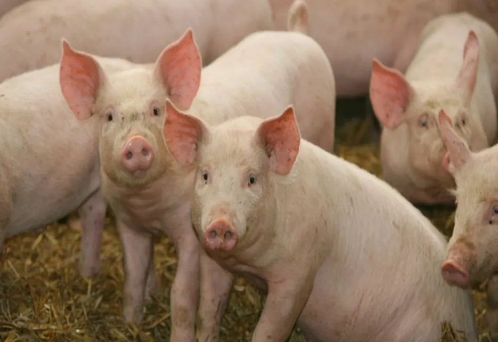 Evoluția Peste Porcine Africane în județul Brăila