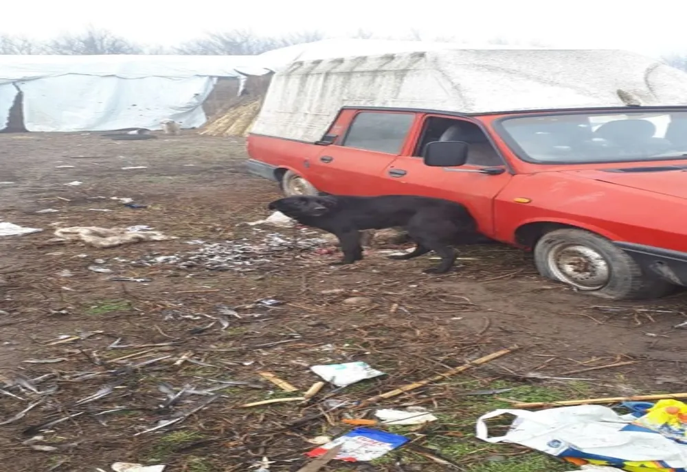 Un bărbat din Victoria a mâncat-o pe Emilia și a dat resturile la câine