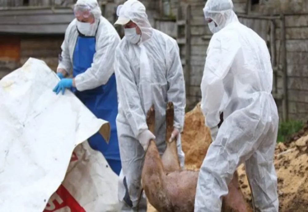 Un nou focar de Pestă Porcină Africană în județul Brăila