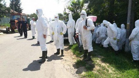 În Brăila sunt active 18 focare de pestă porcină africană