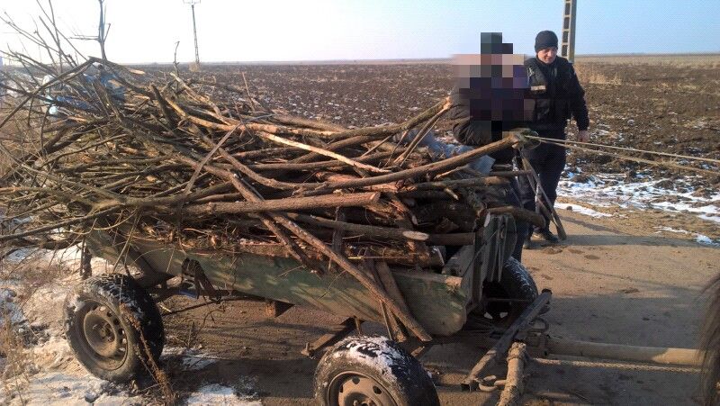 Arbori tăiați fără drept de doi bărbați din Șuțești