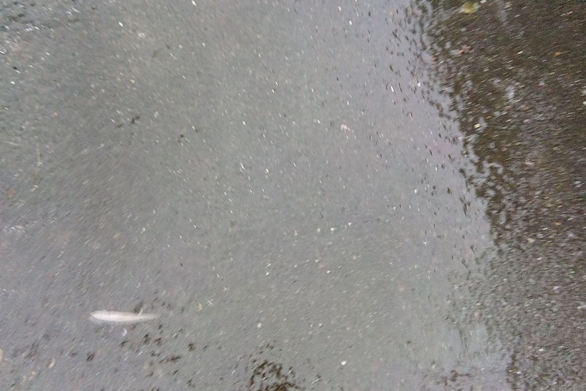 Brăila afectată de capriciile iernii