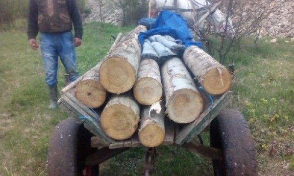 Dosar penal pentru o căruță de lemne!