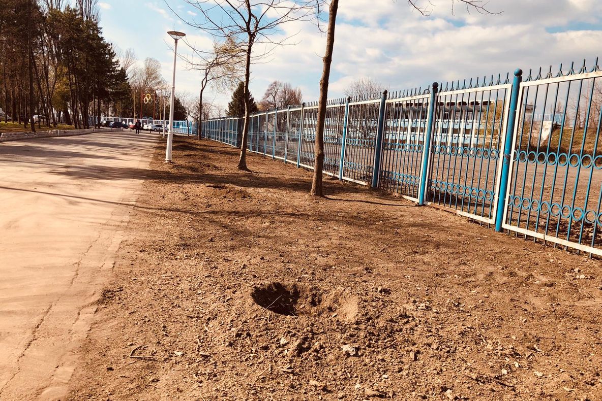 Acțiune de plantare de copaci în Parcul Monument