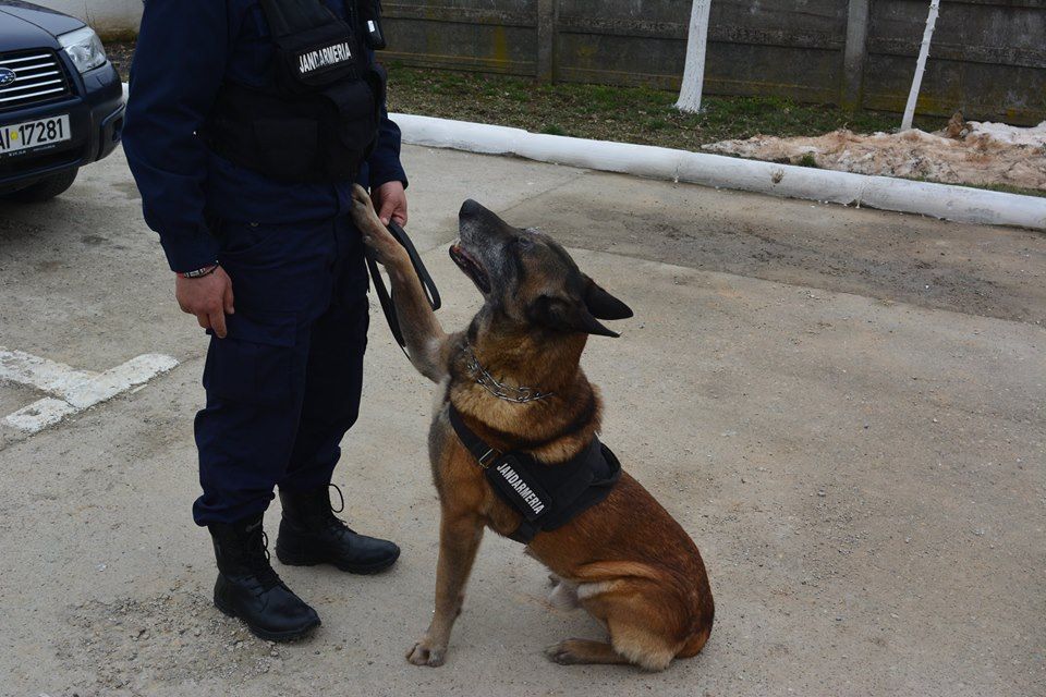 Evenimente dedicate Zilei Jandarmeriei