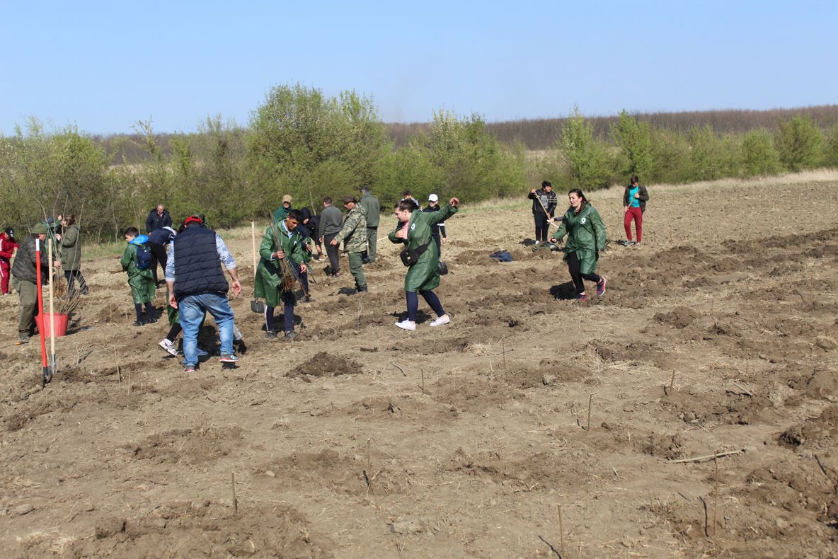 5000 de copaci plantați pe un teren degradat, neprielnic culturilor agricole