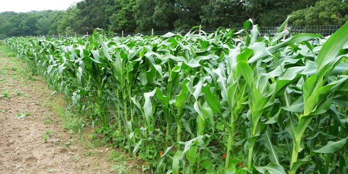 Brăila produce jumătate din suprafața cultivată, de porumb, la nivel național