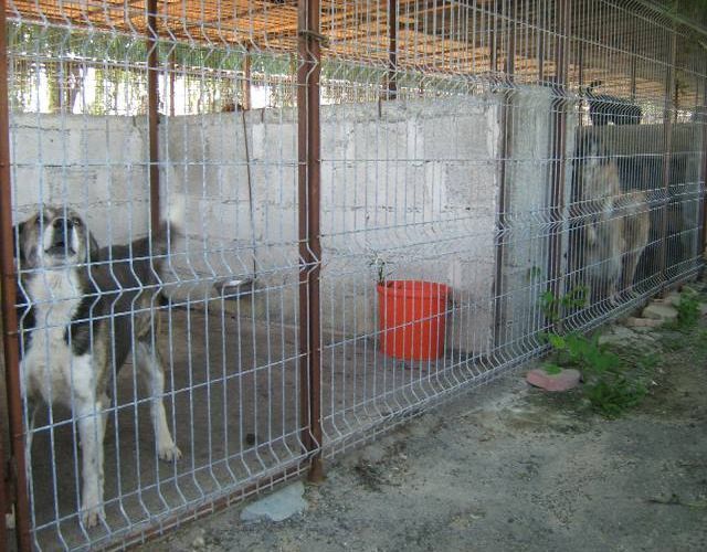 Regulament nou de gestionare a câinilor fără stăpân