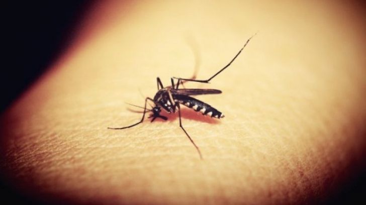 Femeie din Lanurile decedată în urma infectării cu virusul West Nile