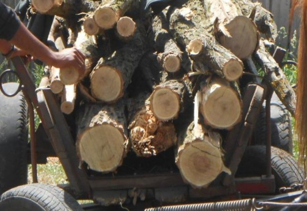 Hoţii de lemne au fost prinşi în flagrant de poliţiştii din cadrul Postului Comunal Râmnicelu