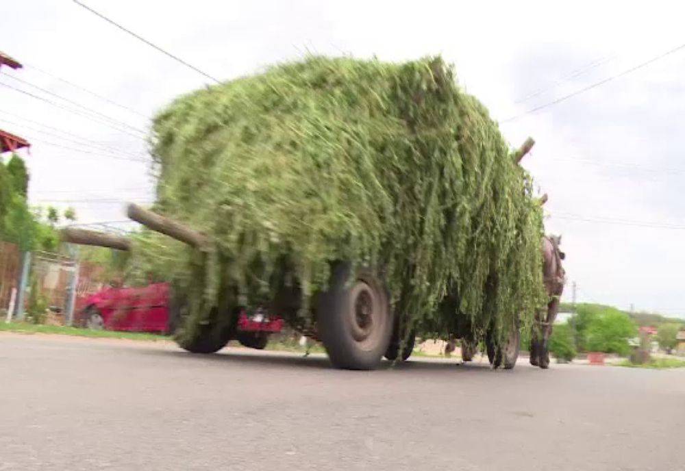 Prinși cu lucerna furată în căruță