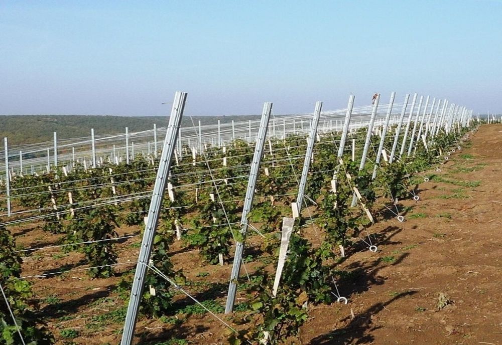 Percheziții într-un dosar de furt a 430 de șpalieri metalici de pe un teren viticol