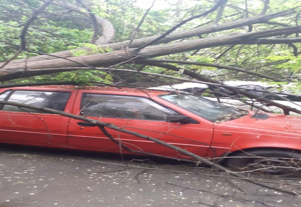 Galerie foto: Un copac s-a rupt și a căzut peste trei autoturisme aflate în parcarea unui bloc