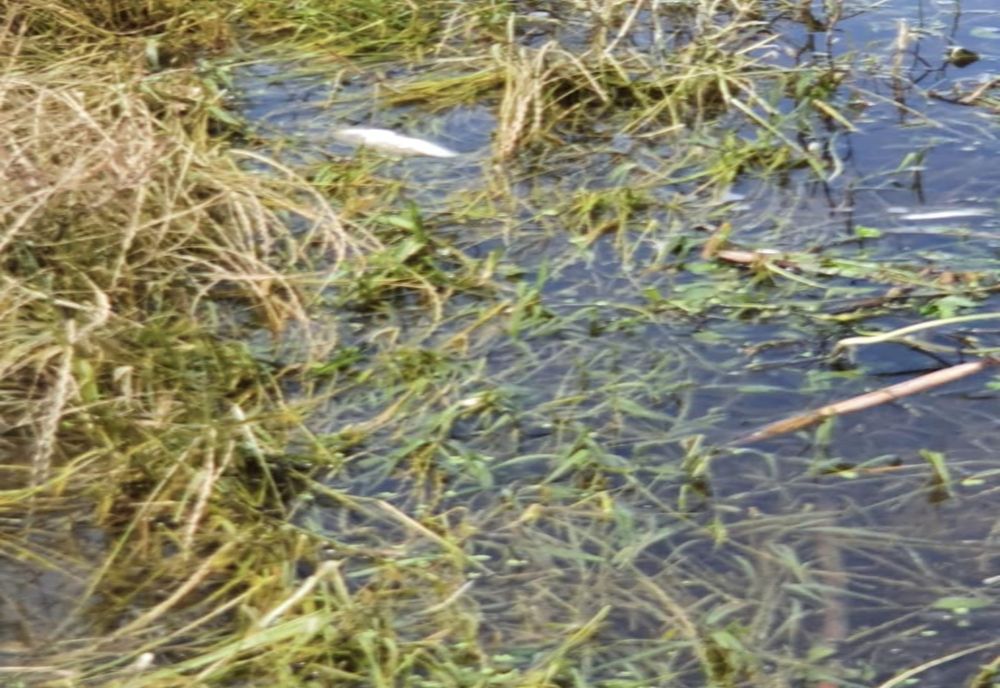 Poluare accidentală în data de 25 iunie 2021 pe râul Călmățui