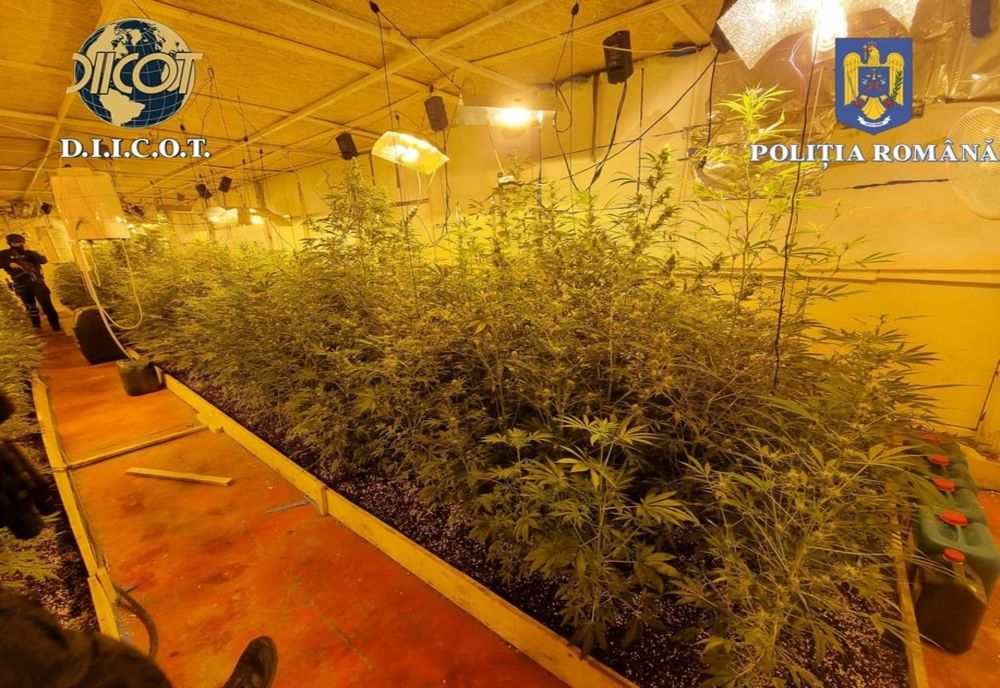Au înființat și întreținut, fără drept, o cultură de canabis