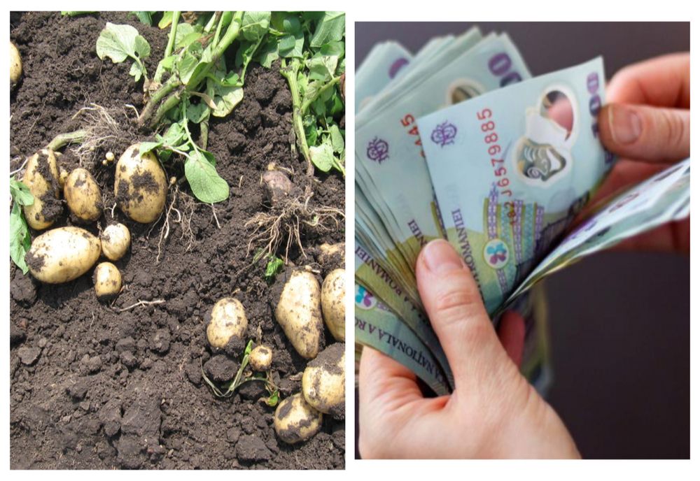 Ajutor de minimis pentru producătorii de cartofi