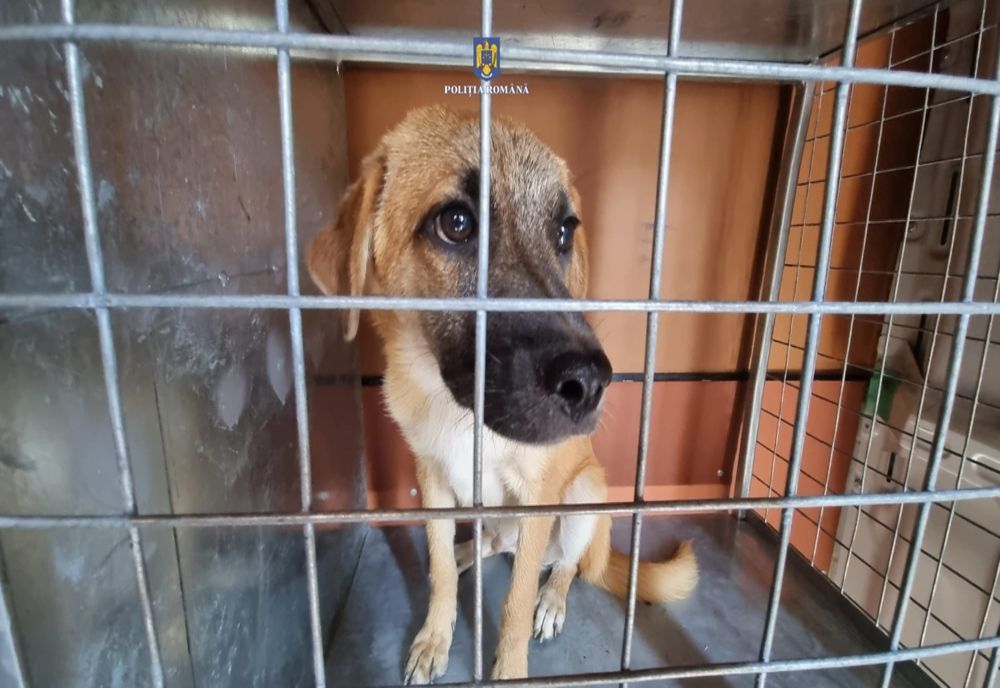Brăila: 20 de câini salvați de polițiști de la Biroul pentru Protecția Animalelor