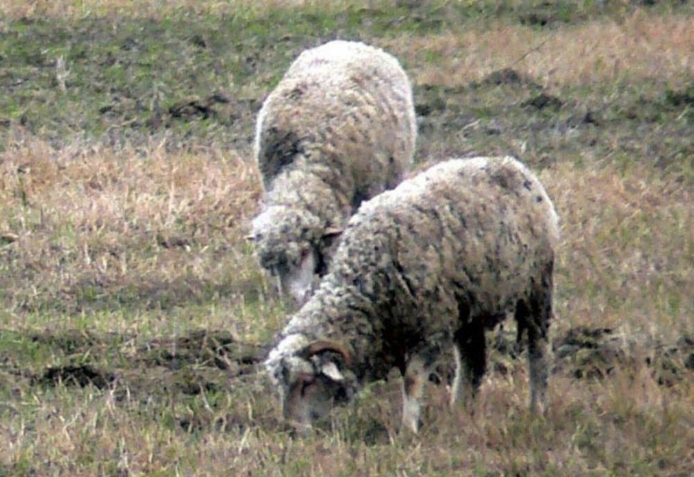 Oi furate de pe câmp în localitatea Zăvoaia