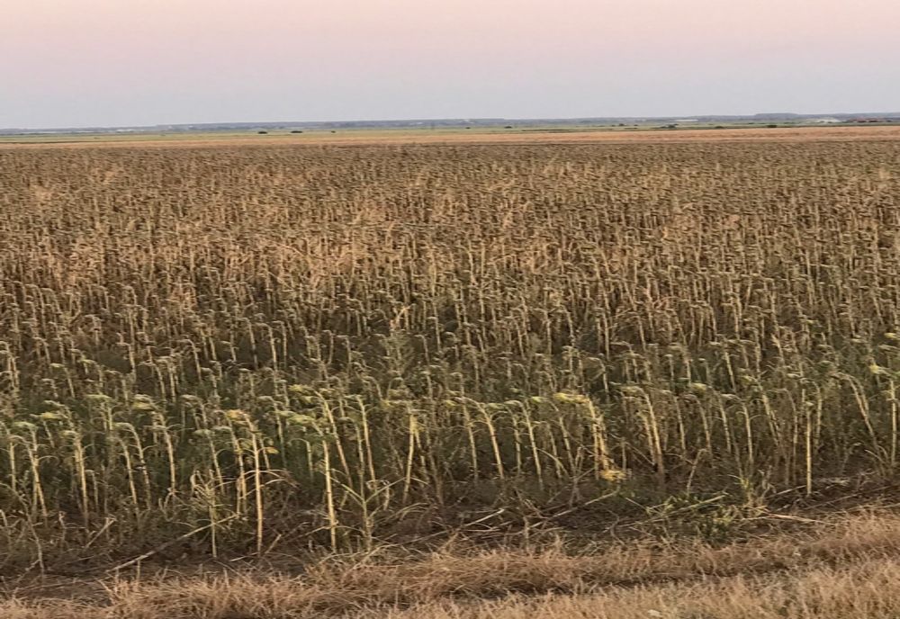 Suprafeţele raportate ca fiind afectate de secetă au ajuns la 284.376 hectare