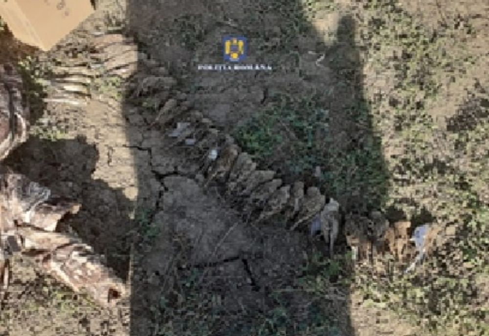 Dosar penal pentru nerespectarea Legii privind vânătoarea și protecția fondului cinegetic de cître un vânător italian