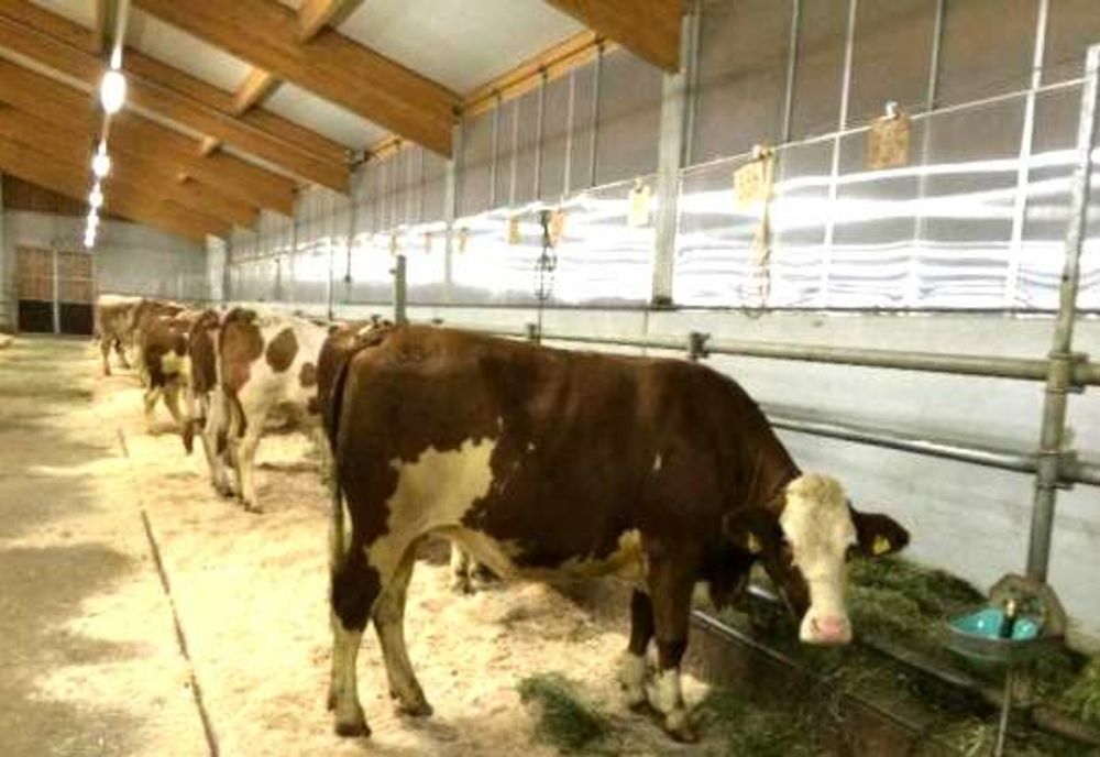 În județul Brăila este cel mai mare raport între firmele care cultivă cereale decât cele care fac zootehnie