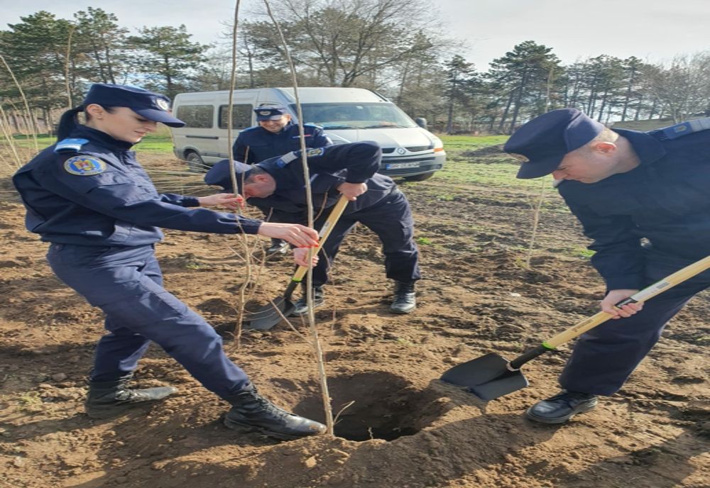 173 de puieți de plop plantați de jandarmii brăileni cu ocazia împlinirii a 173 de ani de la înființarea Jandarmeriei Române