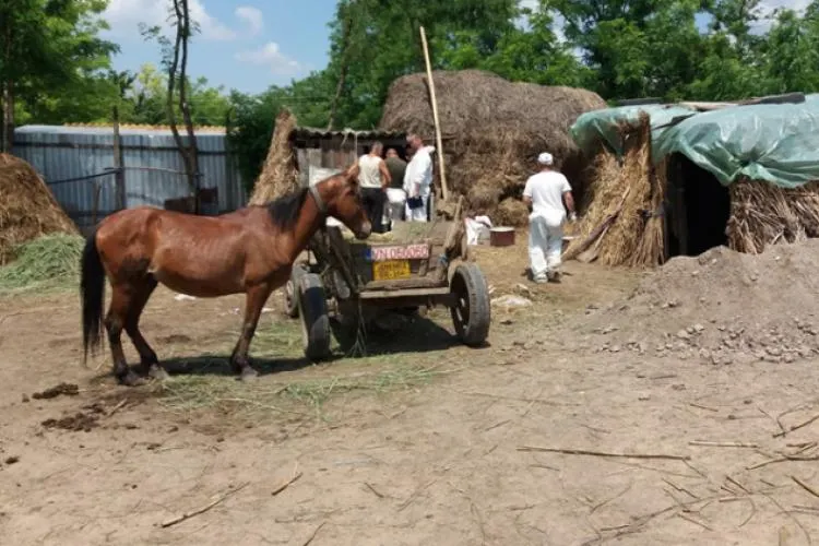 Evoluția pestei porcine africane în județul Brăila