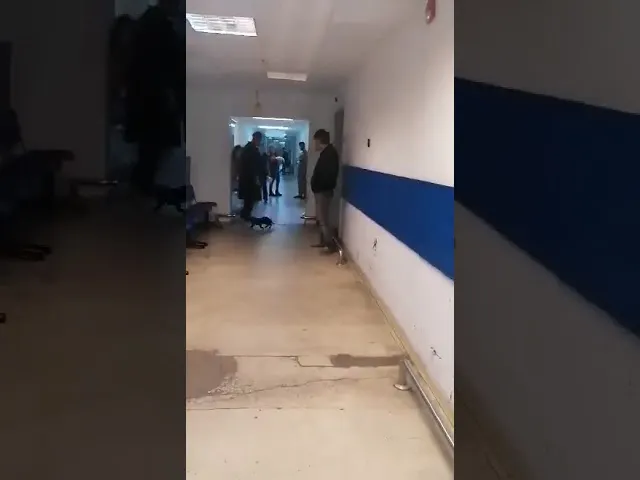 pisici spital