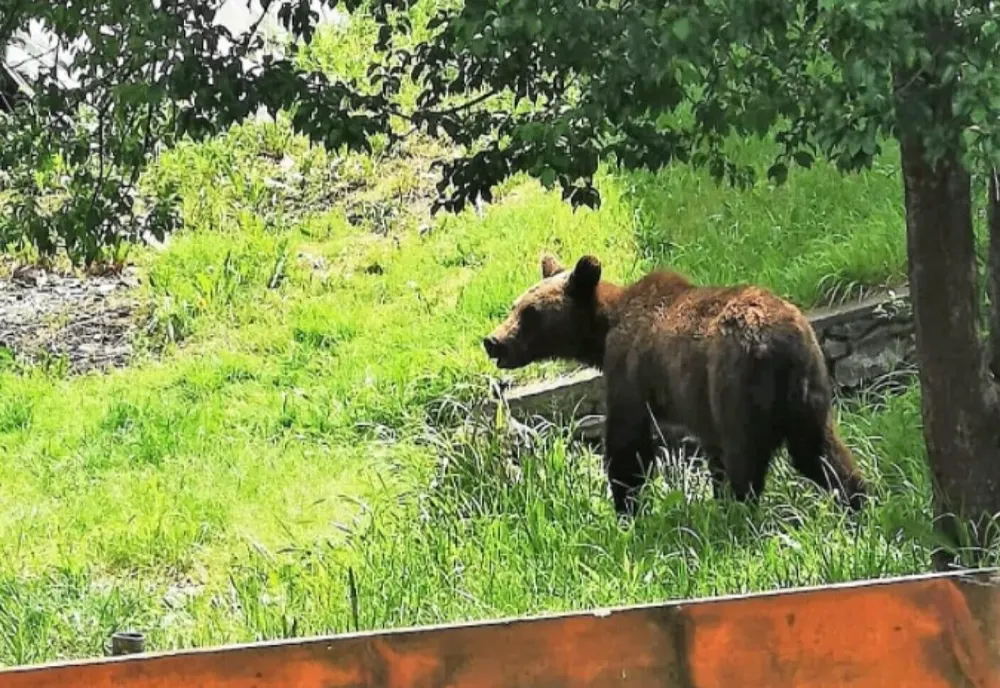 Șerpi, urși și sacali, în apropierea gospodăriilor oamenilor! VIDEO