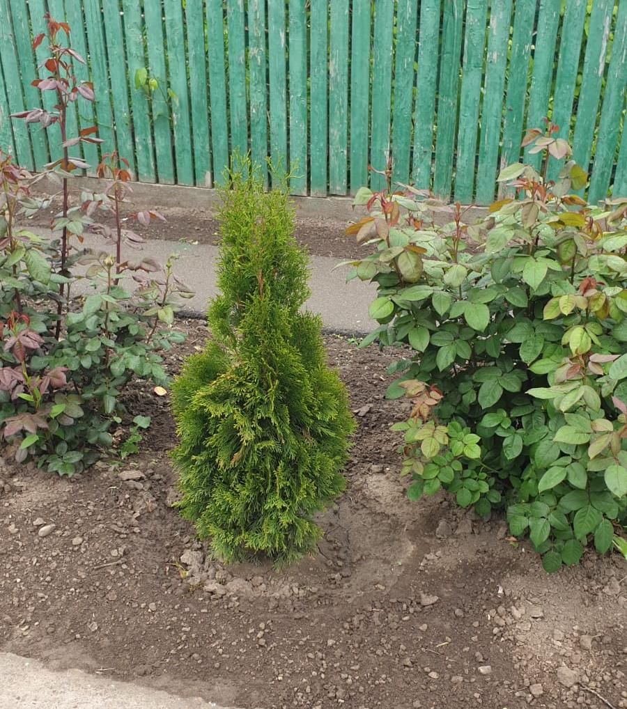 arbustii furati au fost replantati de hoti