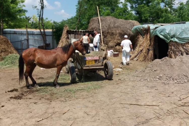 Evoluția pestei porcine africane în județul Brăila