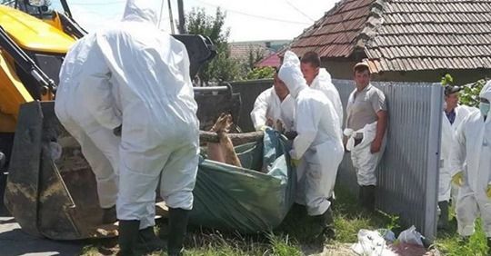 Numărul focarelor de pestă porcină africană în creștere în județul Brăila