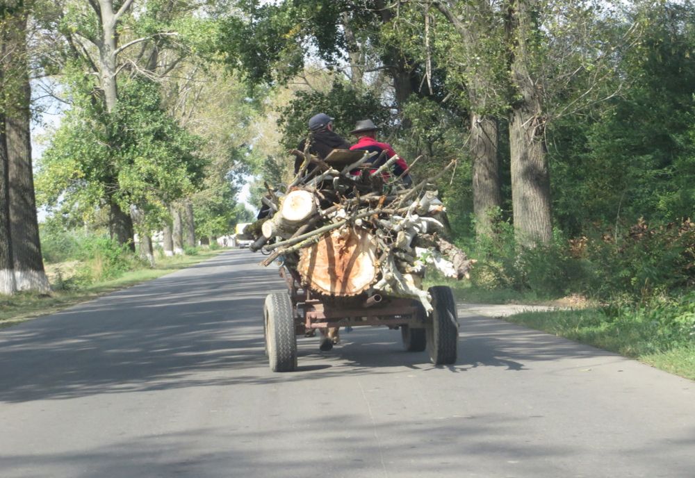 Prins în flagrant cu lemnele furate