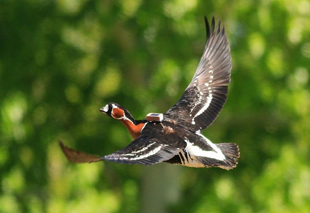 Emilia a fost braconată – concluzia biologilor după analiza datelor din emițătorul satelitar
