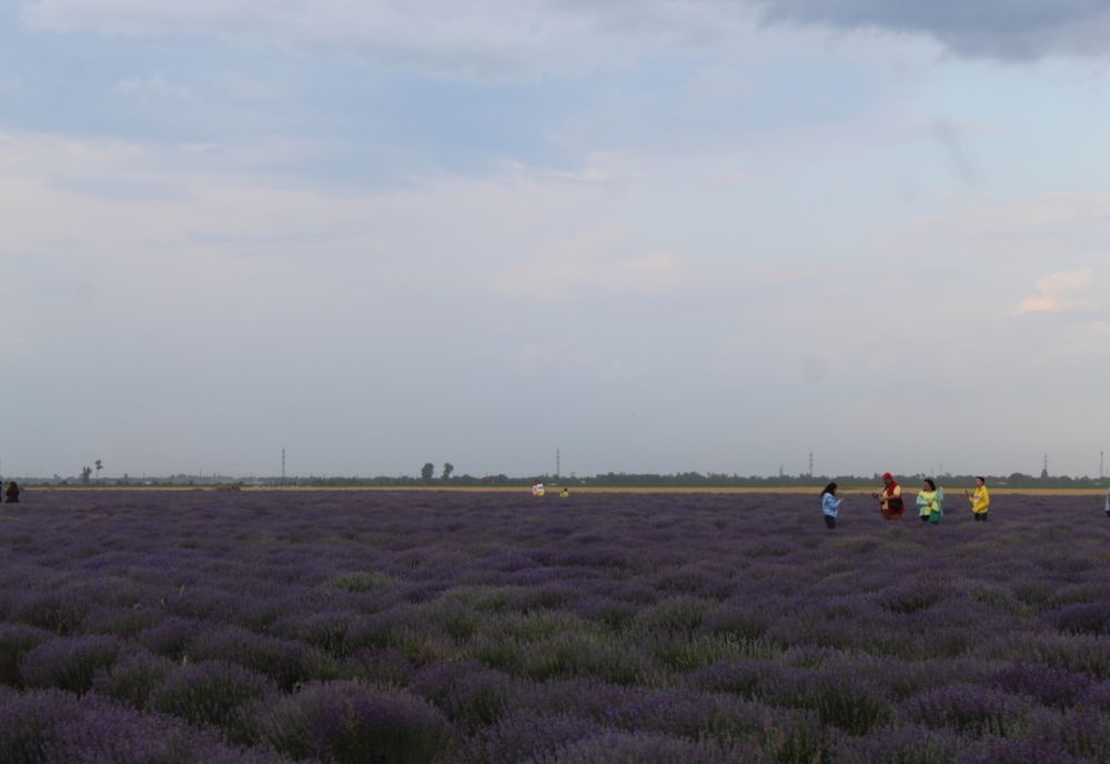 Festivalul Lavandei din Bărăgan