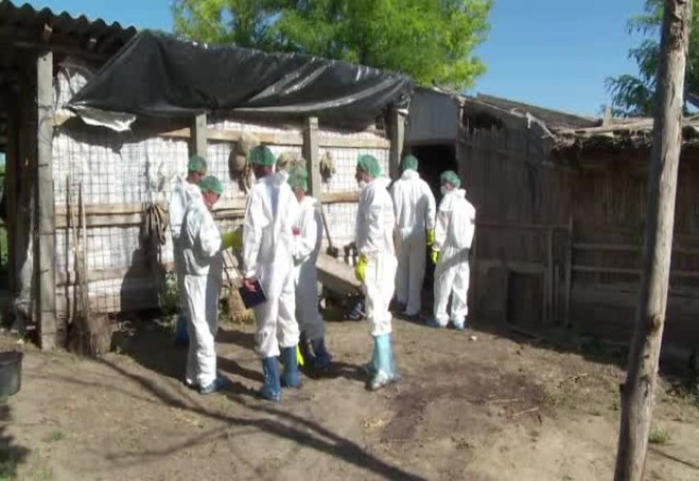 Încă un focar de PPA la începutul anului 