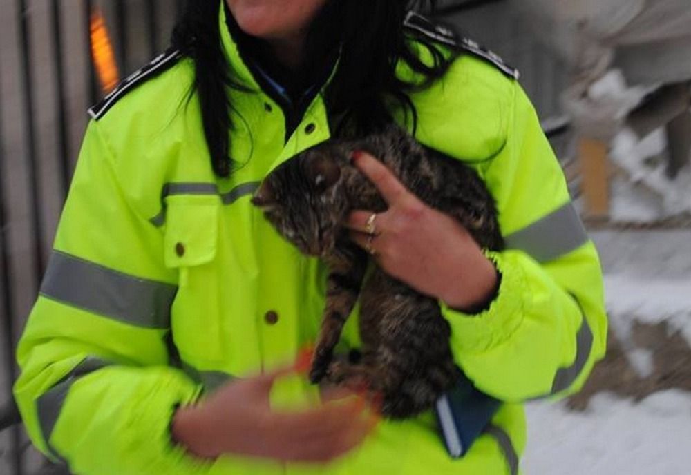 IPJ Brăila recrutează din sursă externă ofițer în cadrlu Biroului pentru Protecția Animalelor