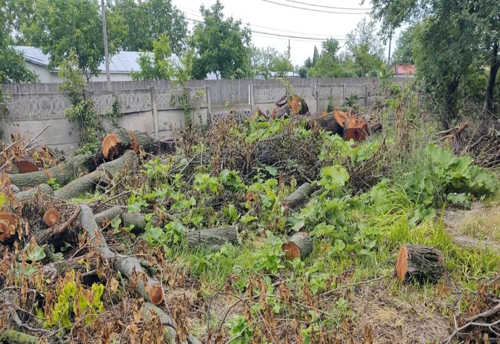 Amendați de Garda de Mediu pentru tăierea a 20 de salcâmi japonezi