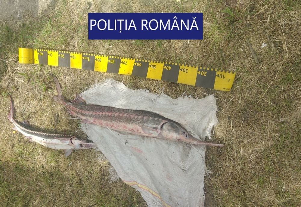 Activități de protejare a fondului piscicol național