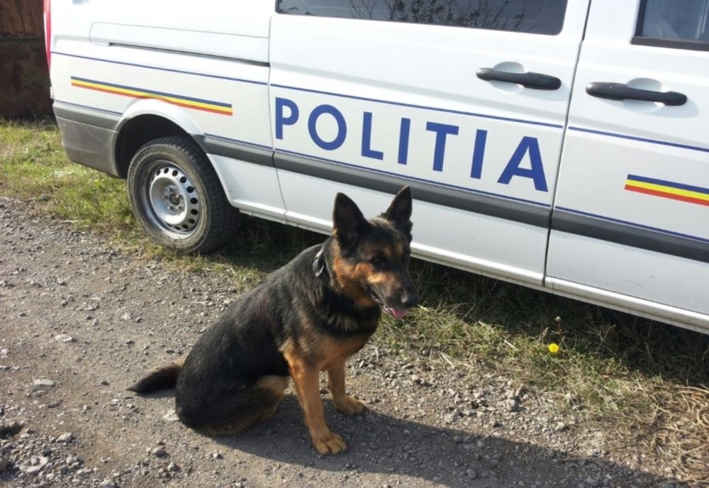 O mamă și cei 3 copii plecați de la domiciliu găsiți cu ajutorul unui câine de urmă de la IPJ Brăila