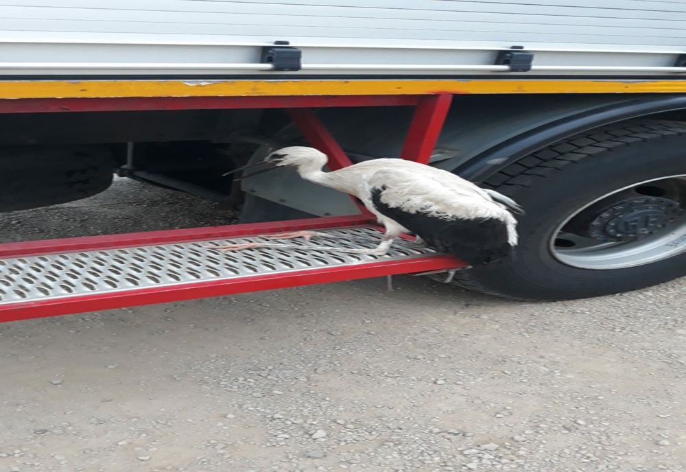 Pui de barză salvat de pompierii brăileni