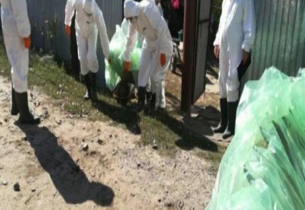 Focar de Pestă Porcină Africană în satul Voinești, comuna Măxineni