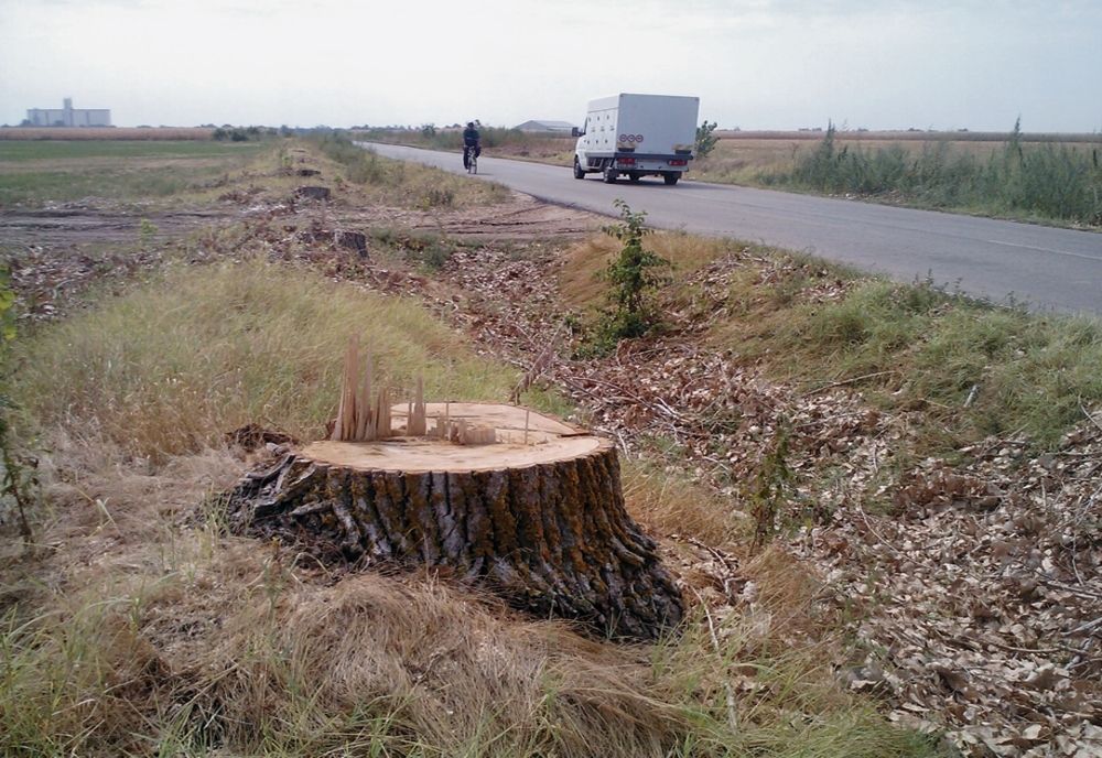 CJ Brăila a aprobat tăierea a 1079 arbori de pe marginea a 4 drumuri județene