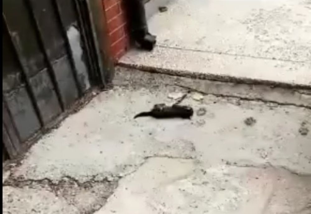 Pisic maltratat de un minor de 14 ani care și-a postat isprava pe rețelele de socializare