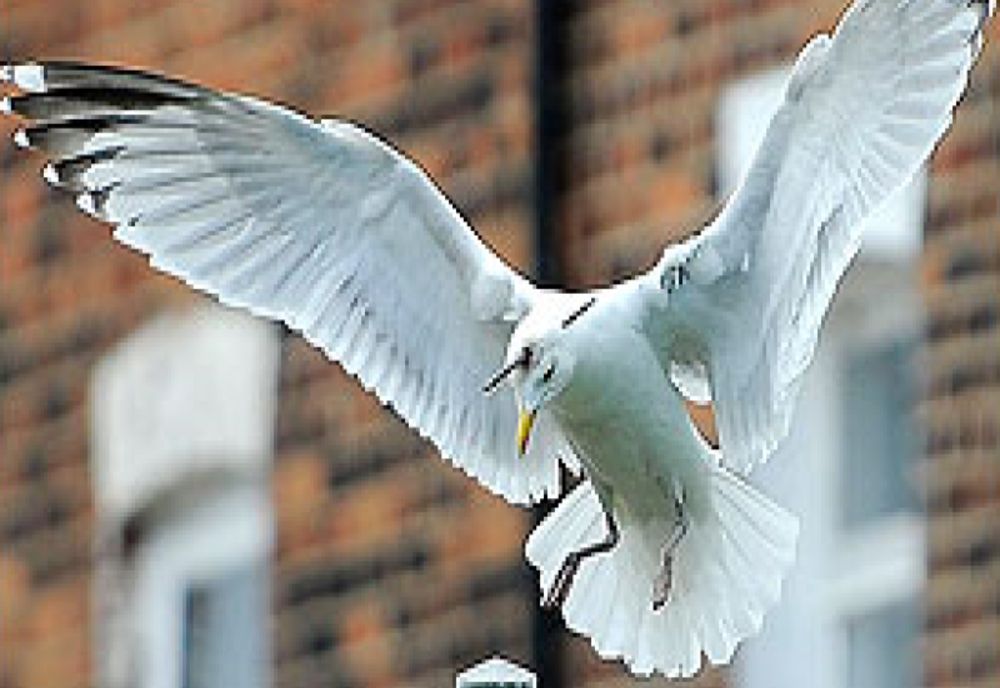 Gripă aviară la un pescăruș, depistat în municipiul Brăila 