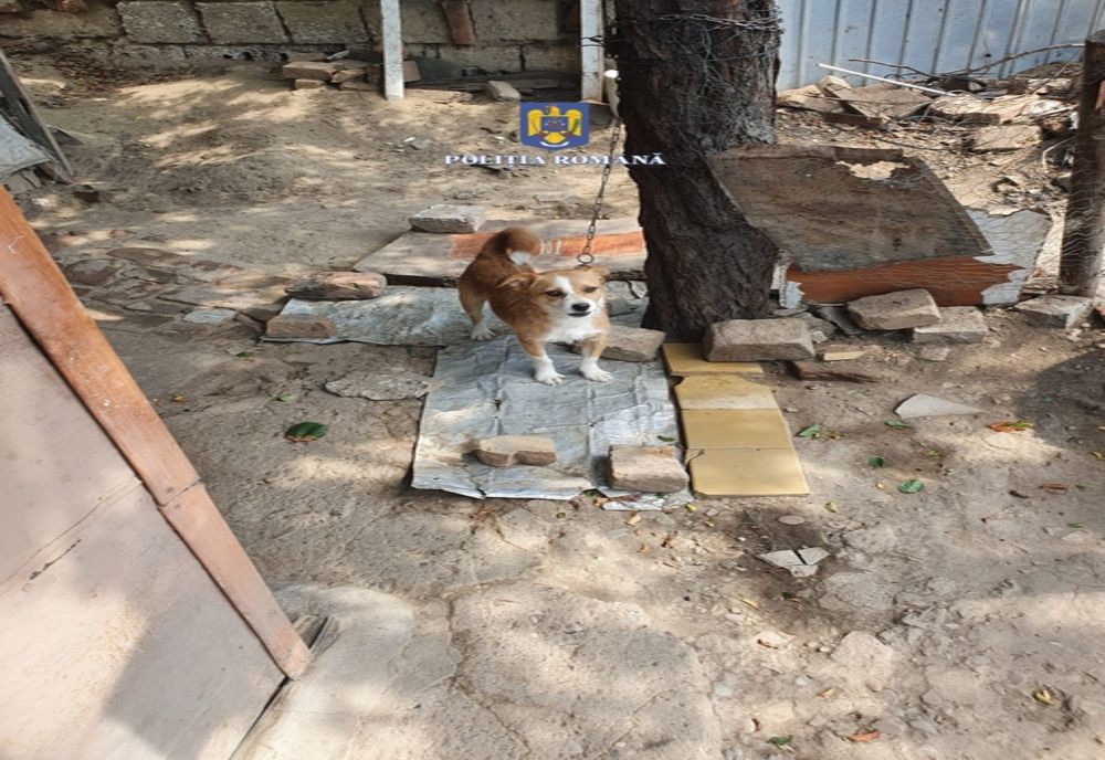 Câini lăsați fără apă și mâncare plasați la un adăpost de către polițiștii brăileni