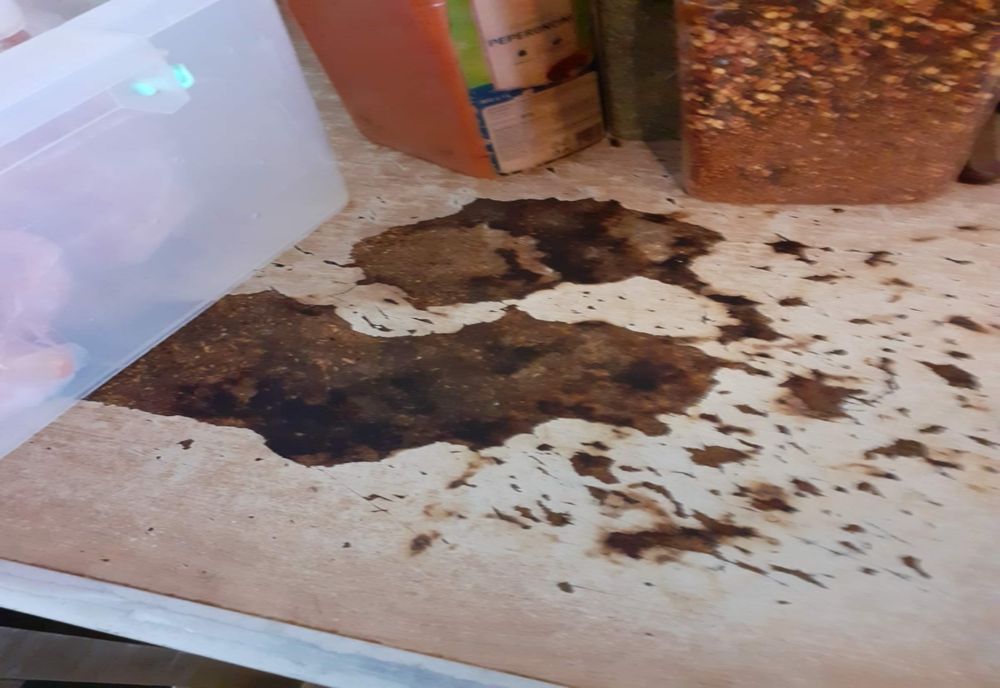 În urma unor controale la 6 operatori economici care prestează servicii de catering, comisarii CJPC Brăila au aplicat 5 amenzi contravenționale, în valoare totală de 57.000 lei și 10 avertismente